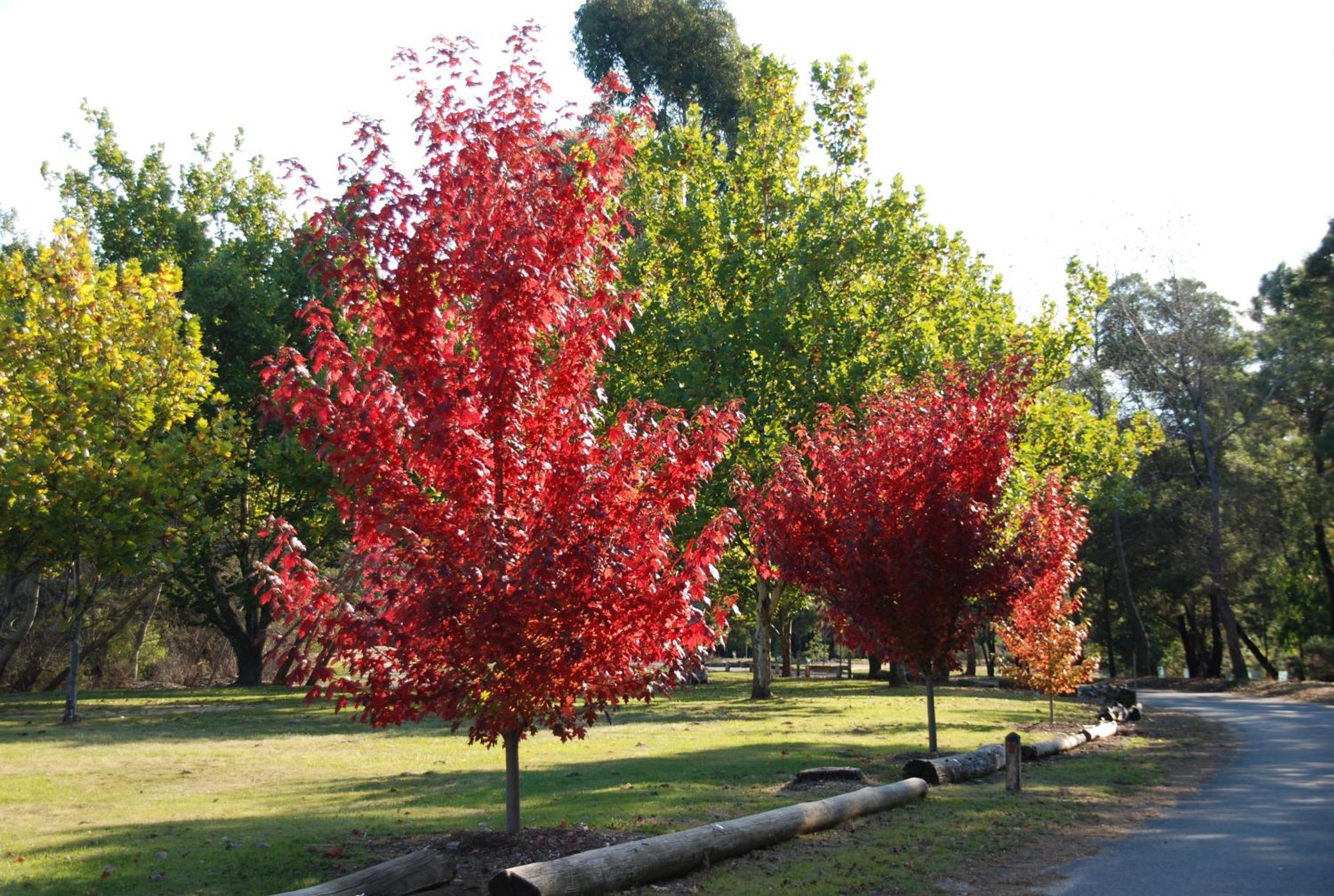Beechworth Lake Sambell Caravan Park 외부 사진